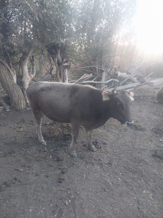 Сиыр сатамын 550000