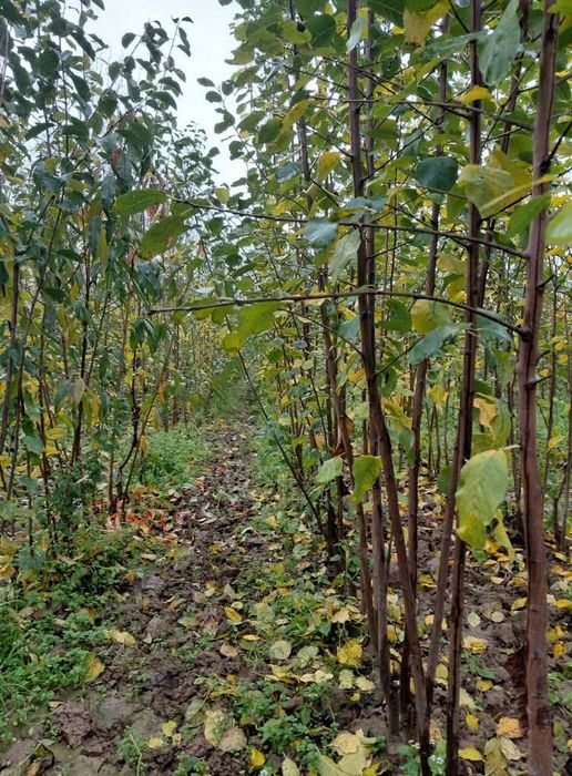 Pomi fructiferi altoiți