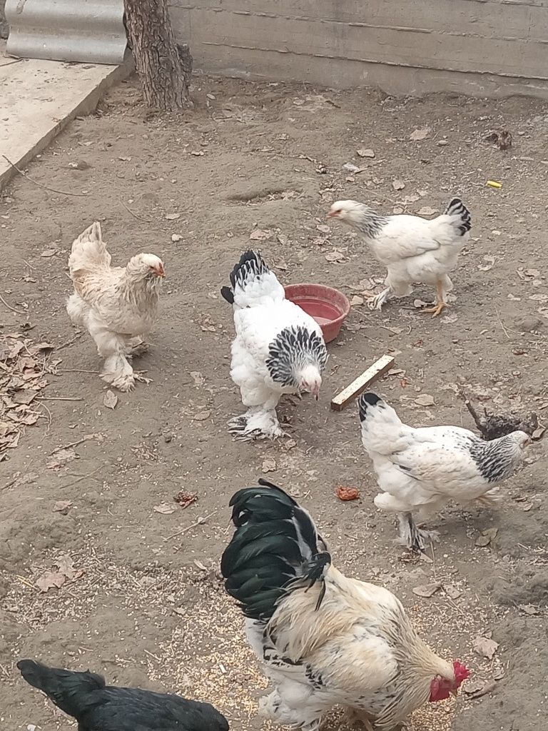 Tovuklar sotiladi
