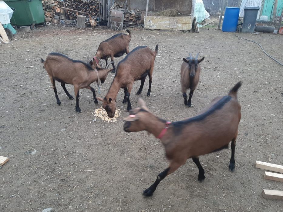 Vand capre rasa alpina franceza Și Sannen