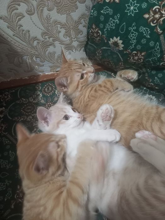 Мушукчалар хадияга