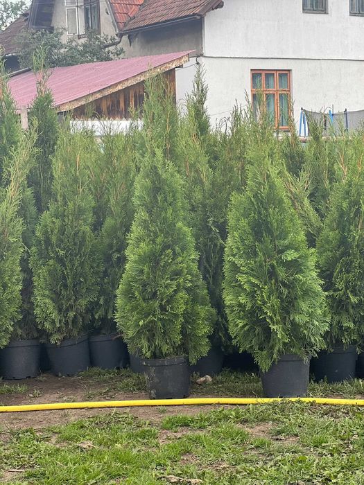 Tuia smaragd la ghiveci inaltime de 180 cm