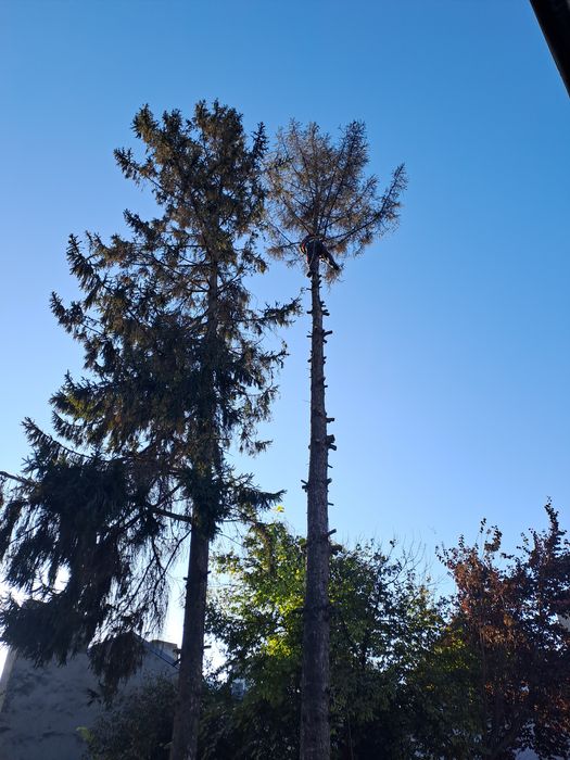 Tăiere/Fasonare/Toaletare Copaci/Alpinism Utilitar Rapid.