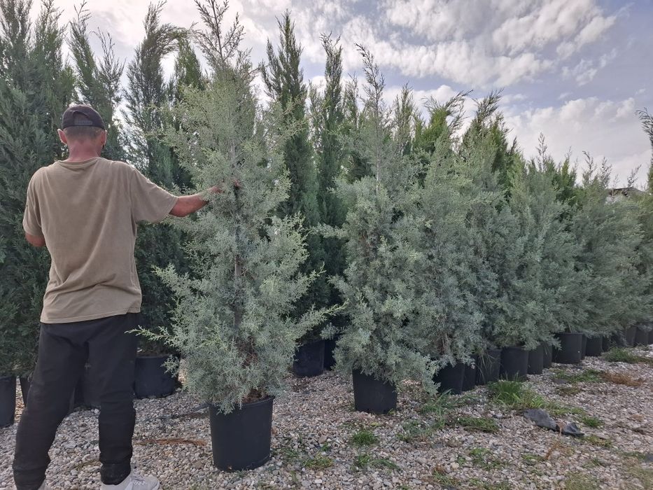 Tei mesteacan pawlonia braz artar