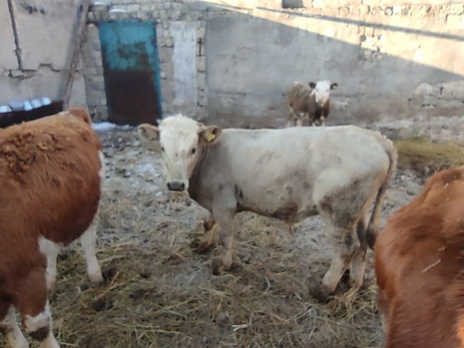 Продам подсосных бычков