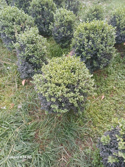 Шамшот Самшит сотилади