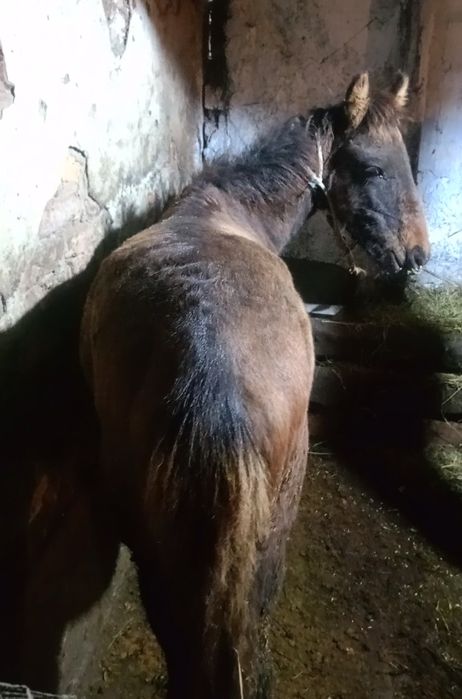 Продам жабагы жеребец