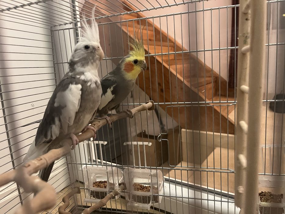 Vand papagali Nimfe + cusca