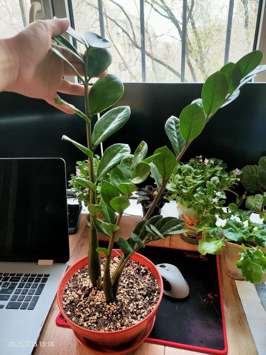 Замиокулькас комнатный