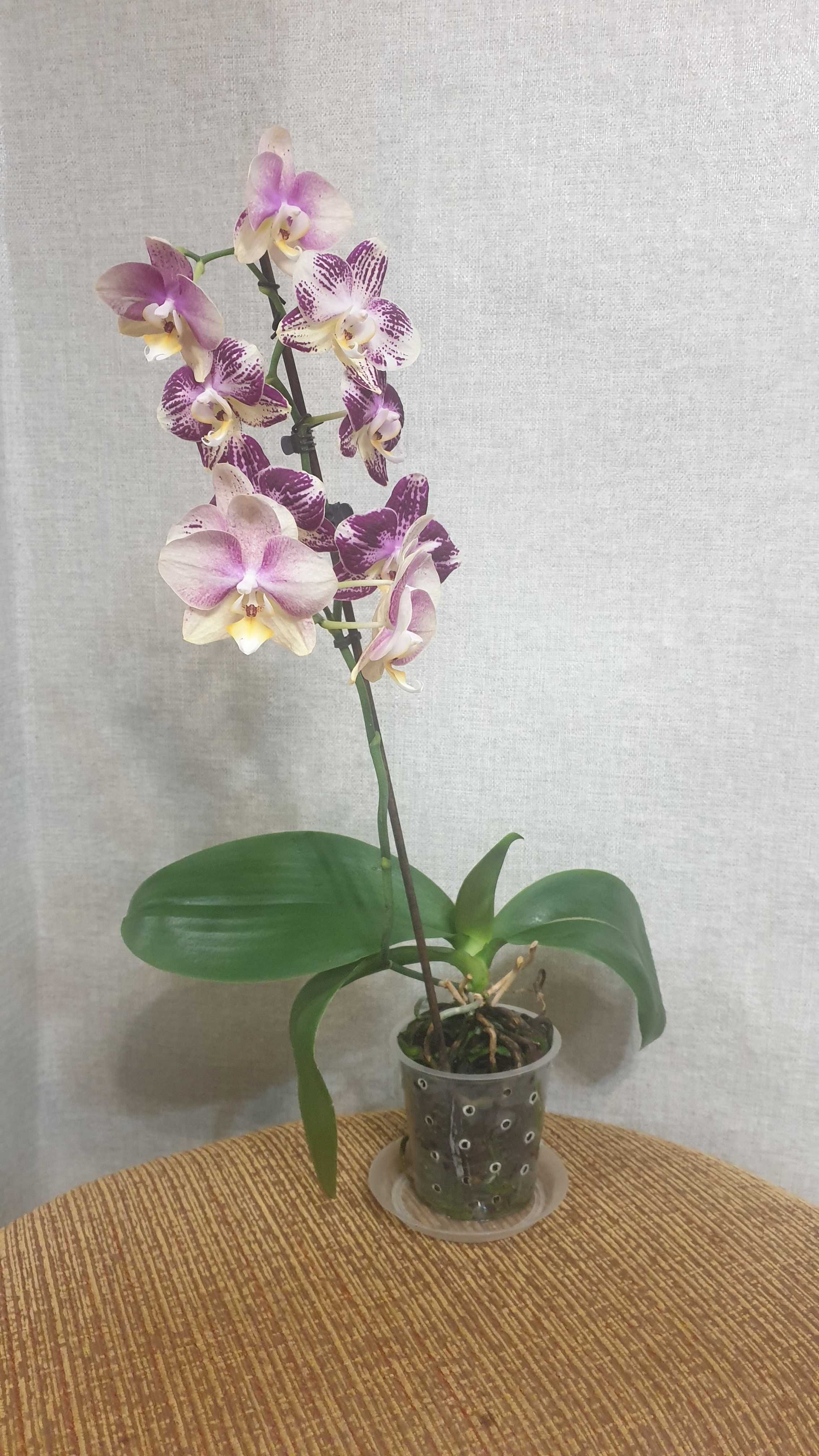 Продам орхидею Pinif