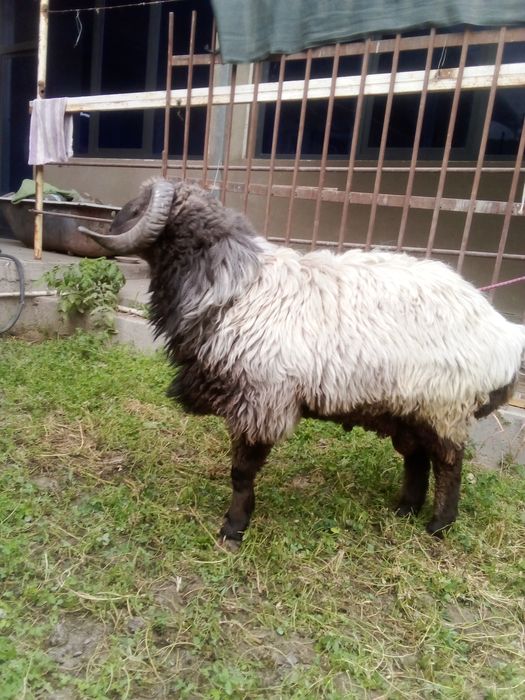 Араби кучкор сотилади