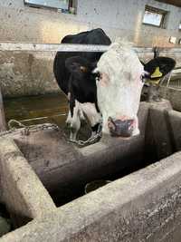 Продам высокоудойных коров ОПТОМ