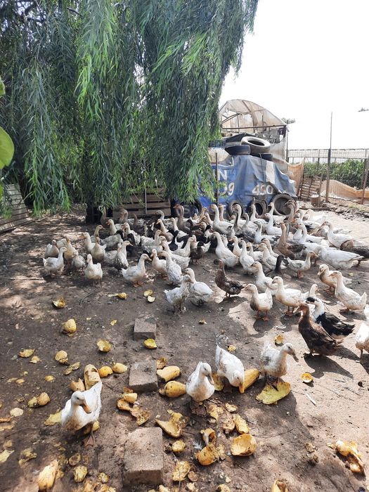 Vand gâște și găscani