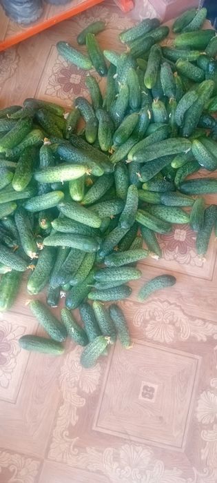 Продам домашние огурцы с грядки