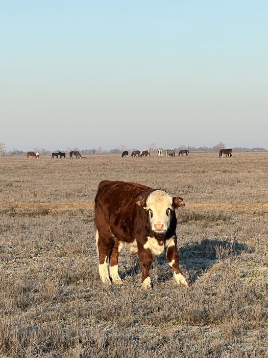 Жас баспак сатылады