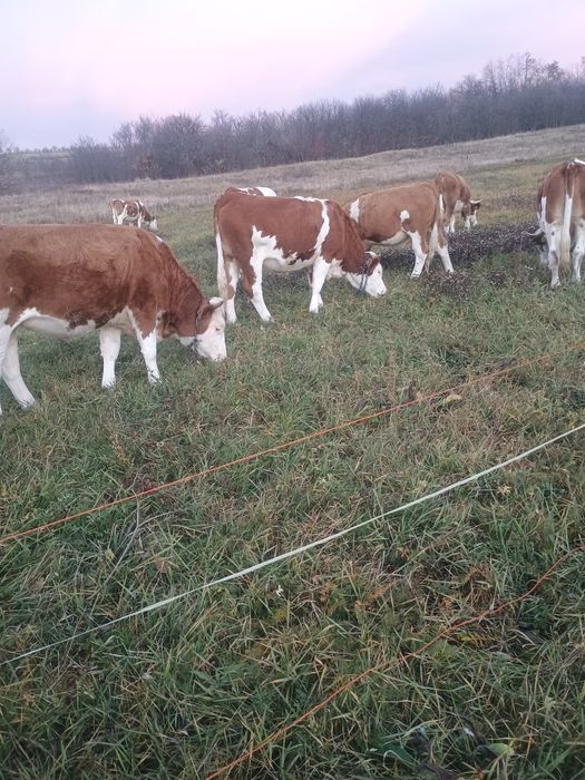 De vânzare zece juninci bălțată românească.