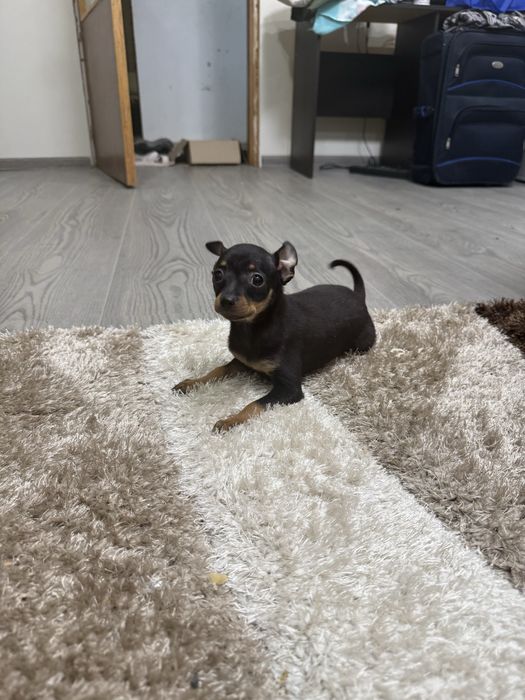 Мини пинчери на 2 месеца