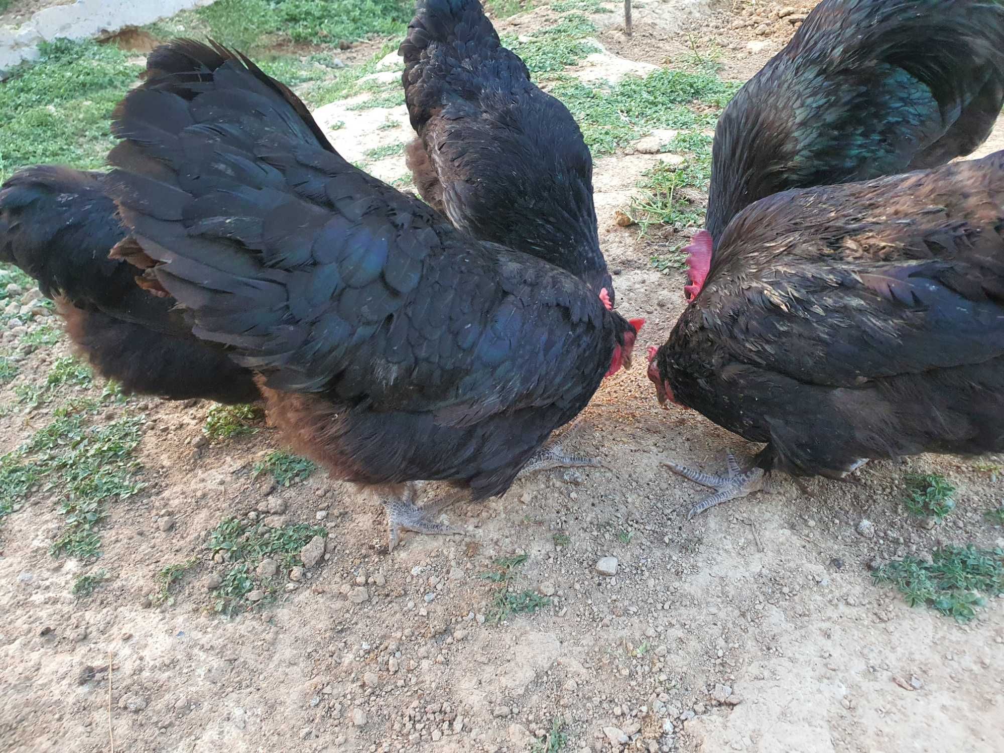 Qora Avstralorp jo'jalari sotiladi 24 kunlik