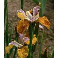Mix Iris" soi  Toscana Italia(  20 Plante )