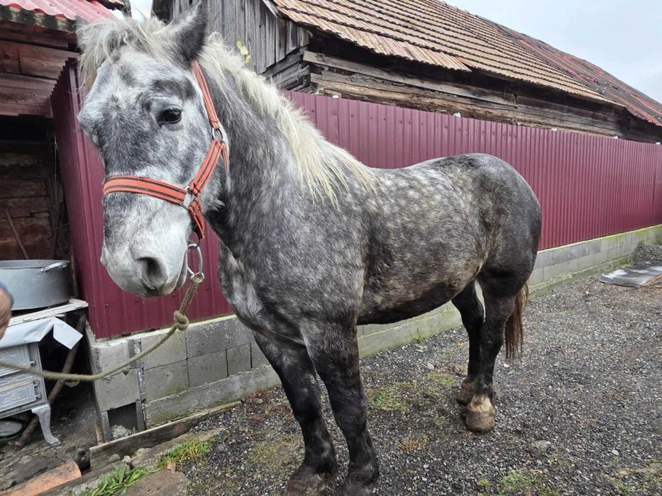 Cal sur de 4 ani semigreu