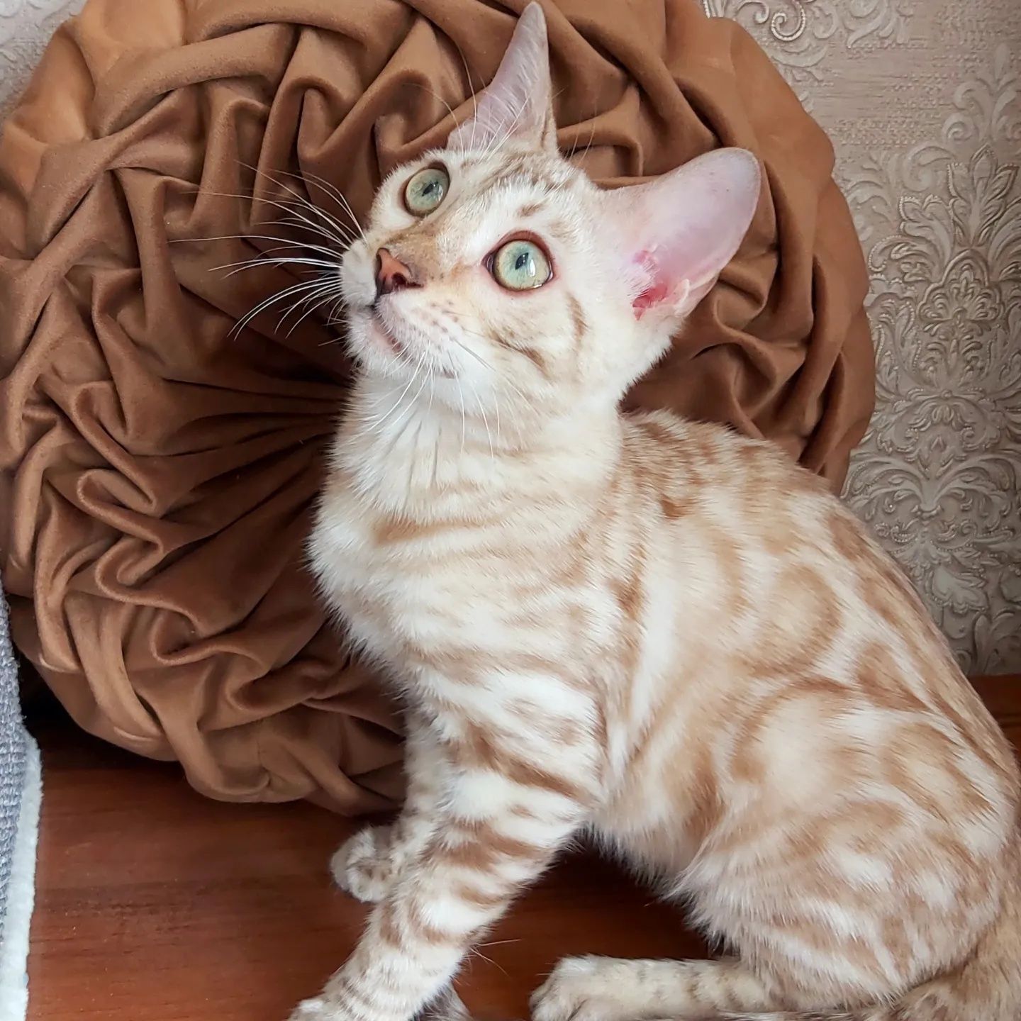 Снежные котята от Бенгалов. Snow Bengal cats