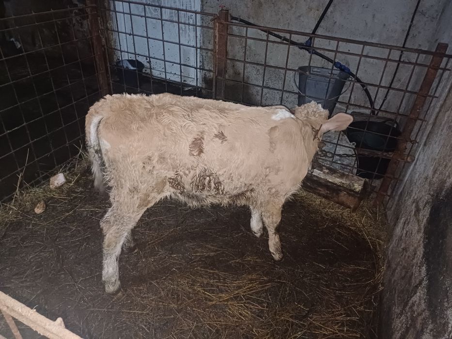 Vând vitica baltata!