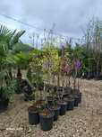 Vindem plante ornamentale de calitate superioara
