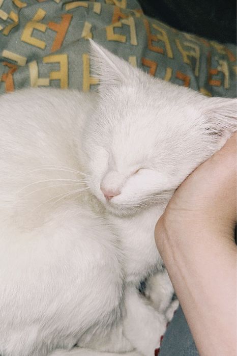 Кот Муизза отдам в хорошре руки