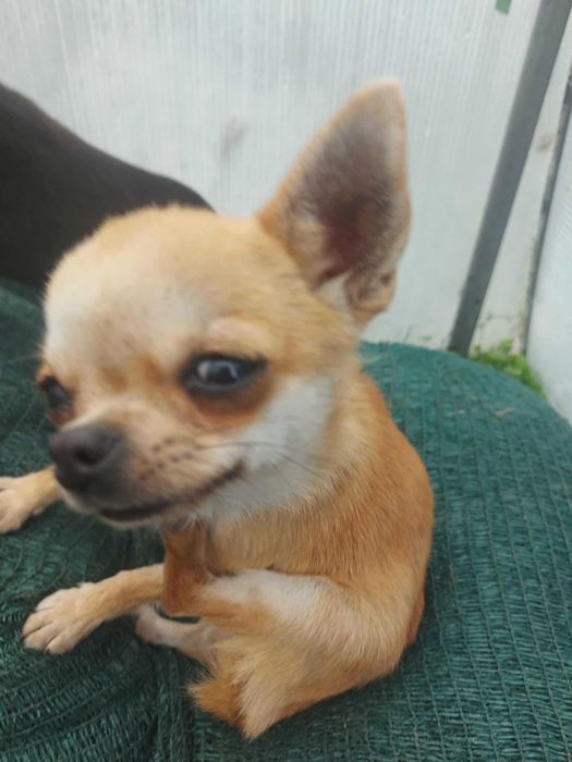 Мини чихуахуа женско