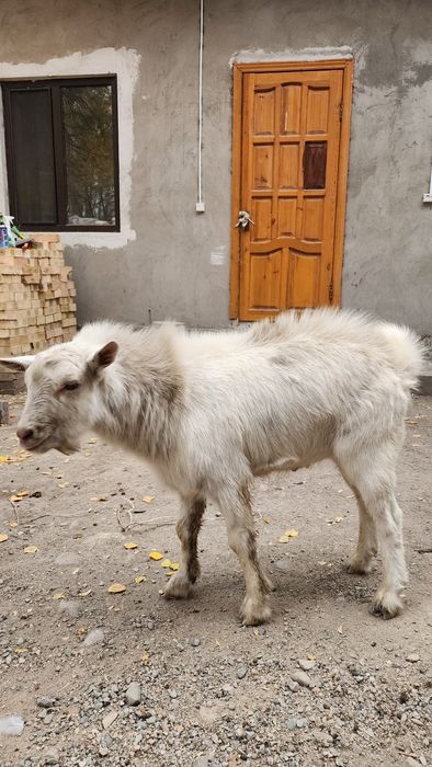 Ешкі/козёл парода Зааненский