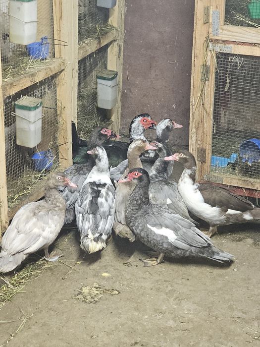 Rate lesesti albastre