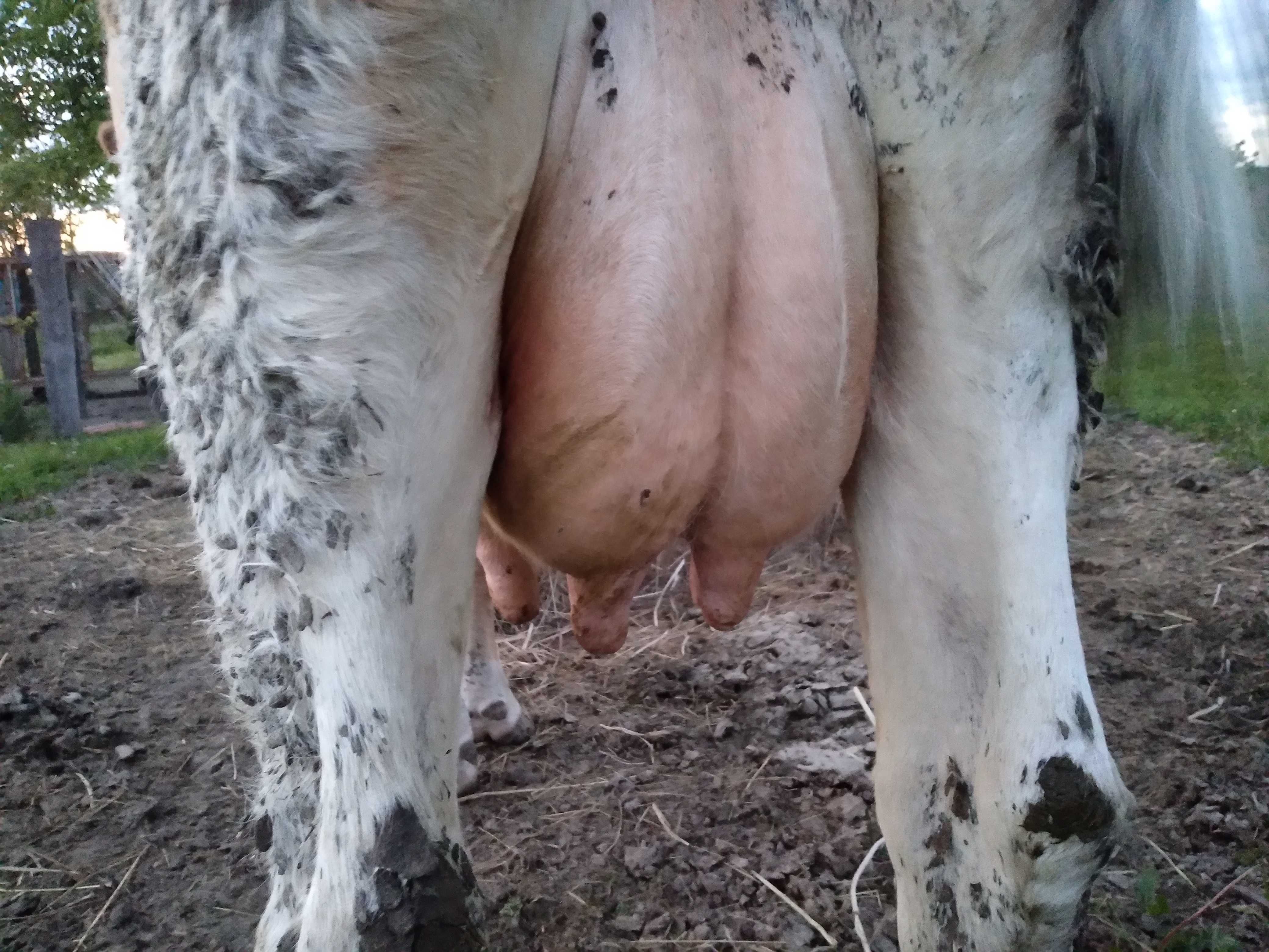 Vaca baltata 5 ani, 22l lapte