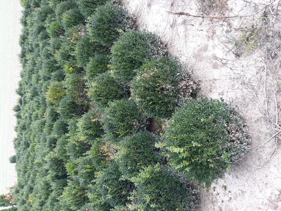 Vand tuia(thuja) smaragd si columnaris(smarald)