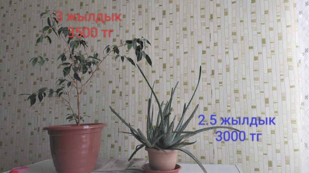 самых лучших комнатных цветов для квартиры и частного дома: