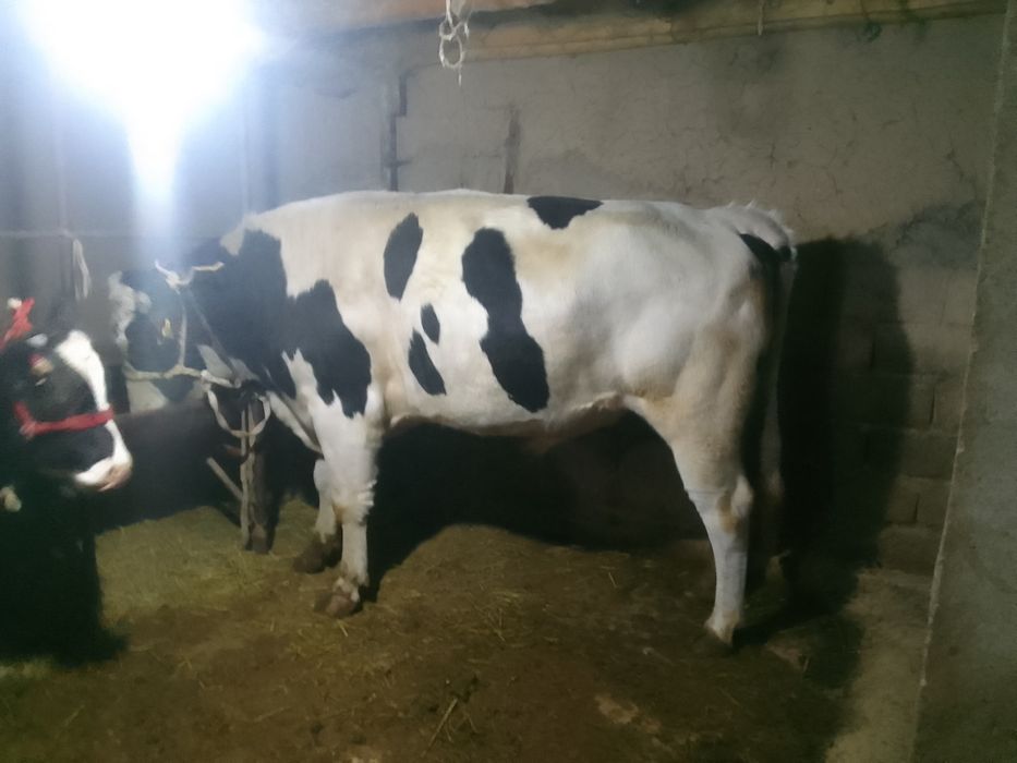 Kota galsh buqa tan joni sog hora mol