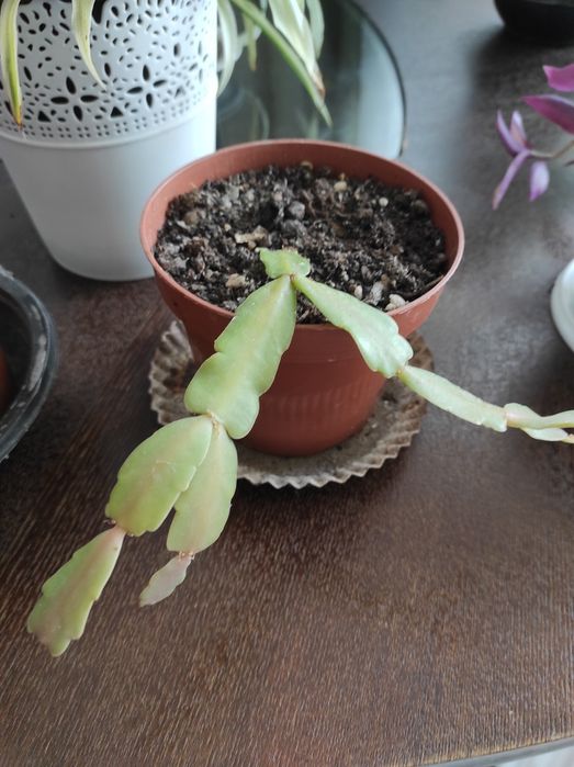 Vând diverse plante preturi încăpând de la 10 Ron cele mici