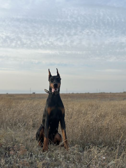 Доберман девочка