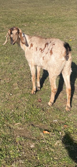 Iede anglonubiene f3-4