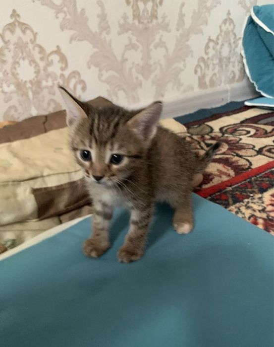 Котята симпатяжки