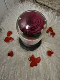 Trandafir criogenat XL