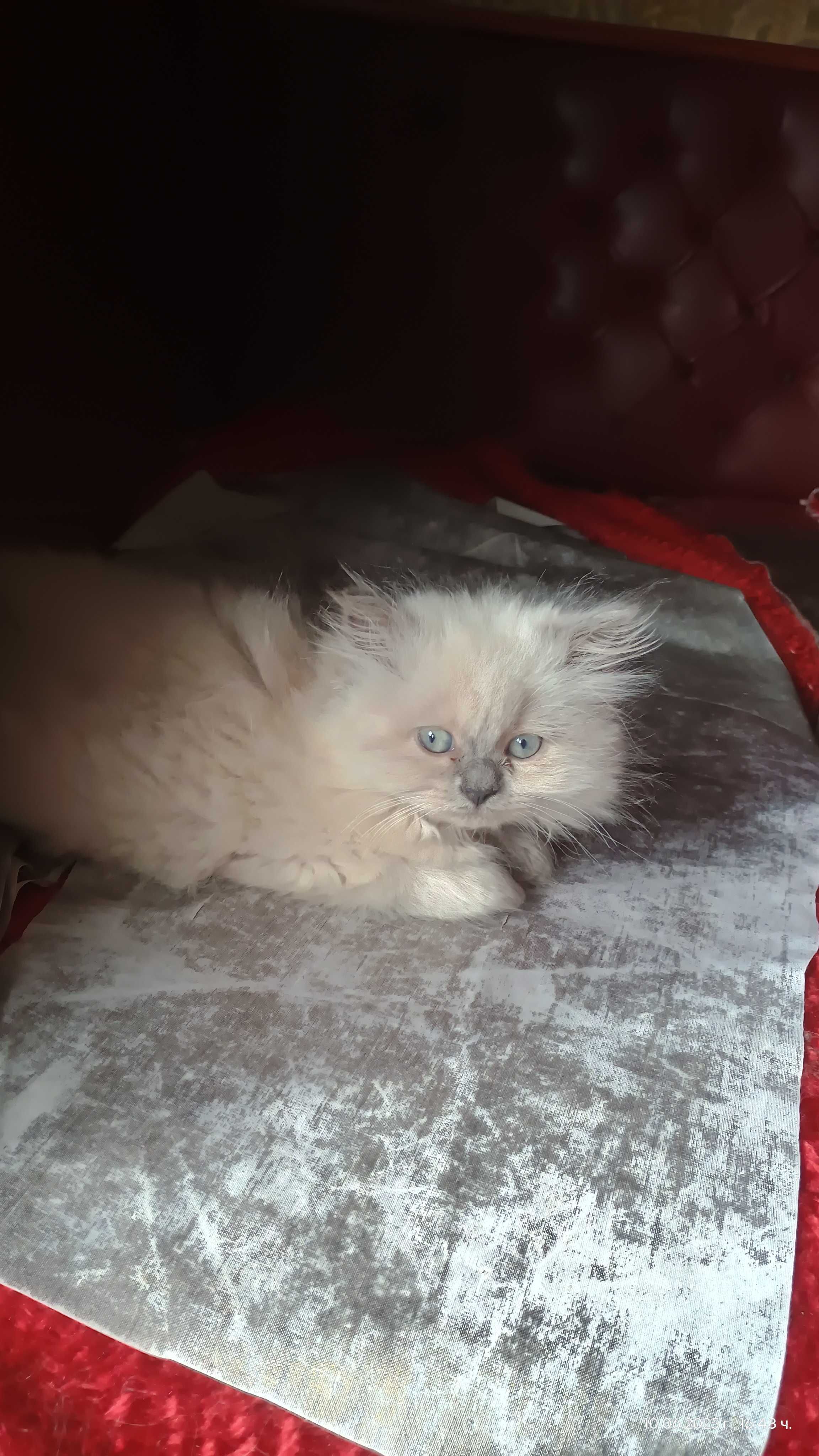 хималайски котки