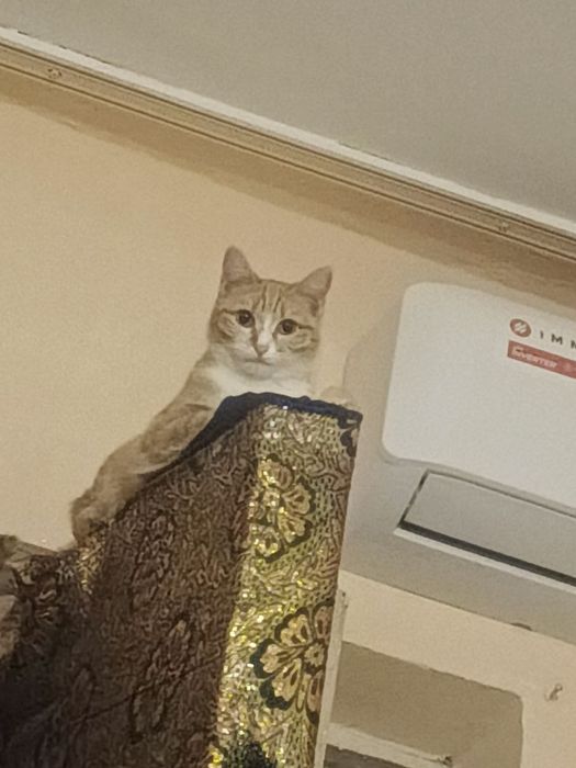 Aqlli mushuk yaxshi q6llarga beriladi