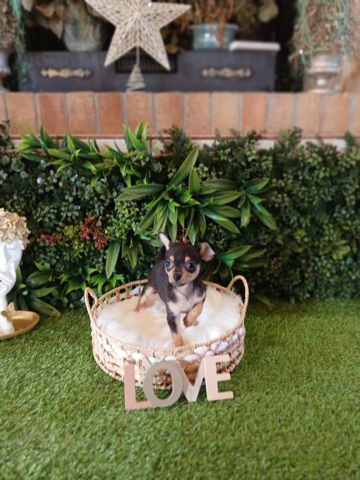 Chihuahua – 2 luni – carnet de sănătate