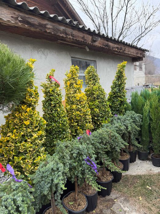 PonPon , Pin toscan Globular, Evonymus Conic, Ienupar Chiparos, Pini