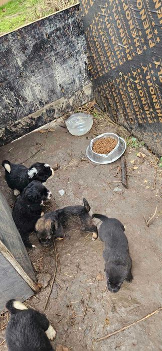 Каракачански кученца