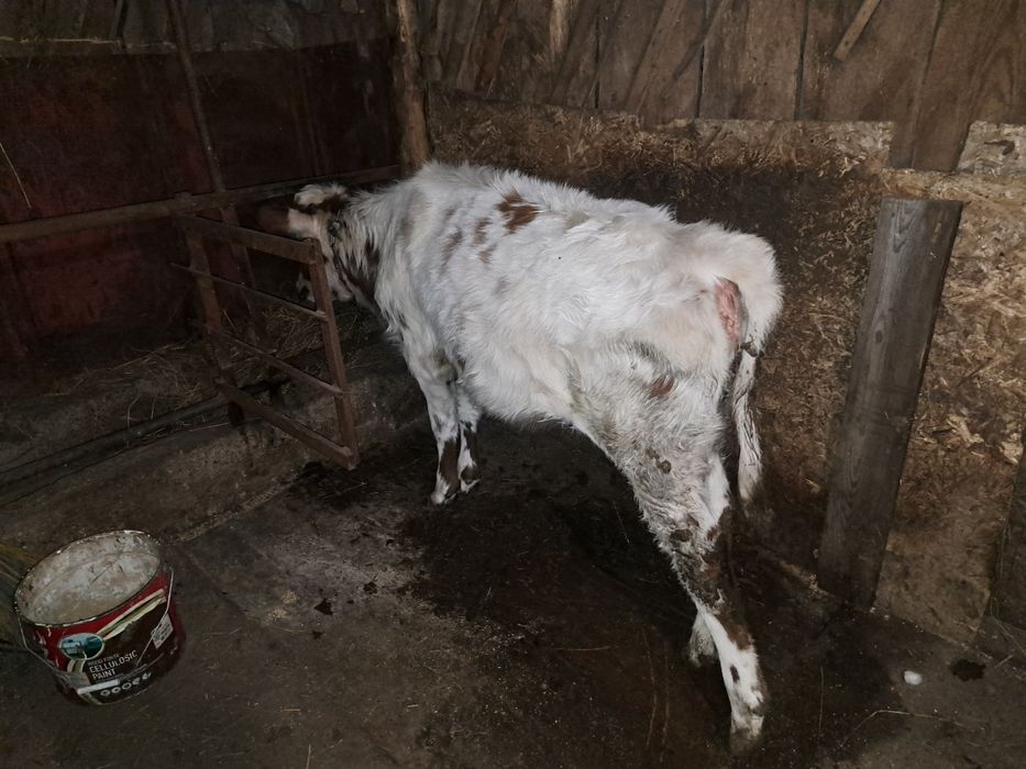 Тёлочка 5,5 месяц