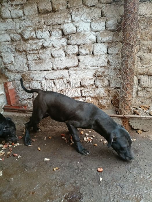 Мъжки питбул черен