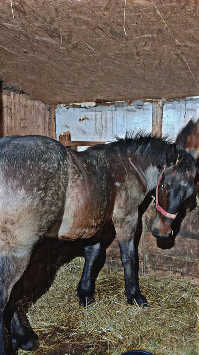 Vând mânz de 6 luni