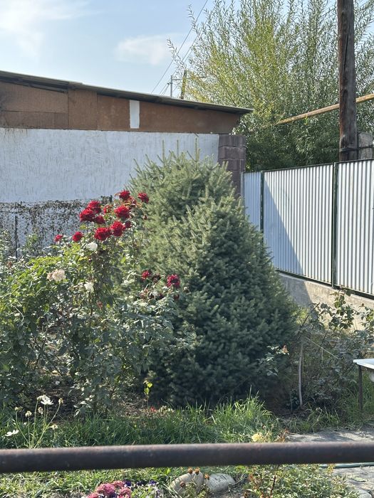 Елка разного размера и высоты продаем от 1 до 2 метров