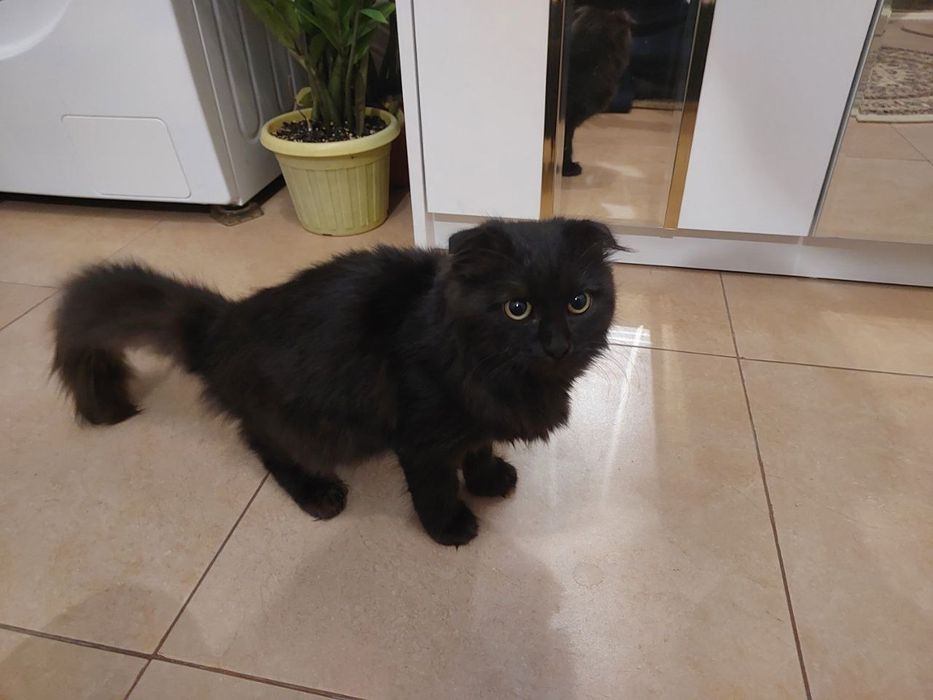 Шотланский порода котенка